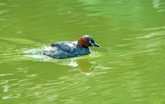 池塘的小?鷉（十）