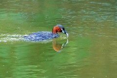 池塘的小?鷉（十）