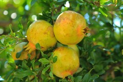 拍摄石榴 一（1）