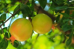 拍摄石榴 一（1）