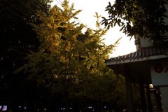 大足街拍（12）