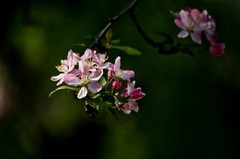 随拍——春意盎然