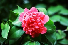 山茶花（七）