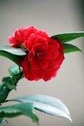 山茶花（七）