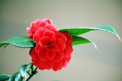 山茶花（七）