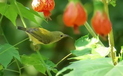 灯笼花上的太阳鸟（9）