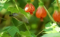 灯笼花上的太阳鸟（9）