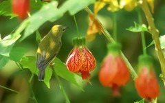 灯笼花上的太阳鸟（9）