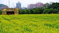 油菜花(三)