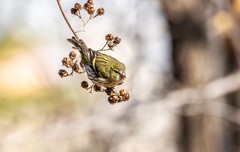 小黄雀（九十）
