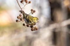 小黄雀（九十）
