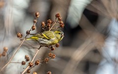 小黄雀（九十）