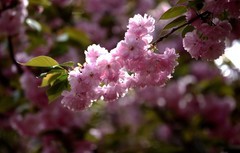 粉色樱花