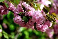 粉色樱花