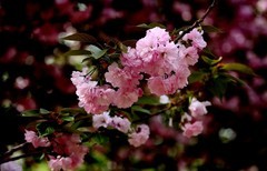 粉色樱花