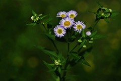 野山菊