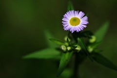 野山菊