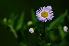 野山菊