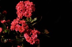 2026花卉植物赏析———长寿花【8】