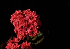 2026花卉植物赏析———长寿花【8】