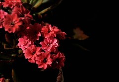 2026花卉植物赏析———长寿花【8】