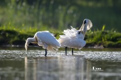 庄河鹭泊湖（72）