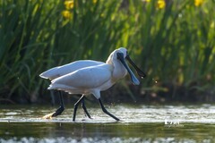 庄河鹭泊湖（72）