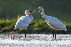 庄河鹭泊湖（72）