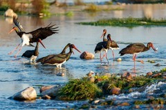 绵蔓河的黑鹳回来了