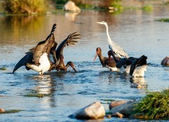 绵蔓河的黑鹳回来了