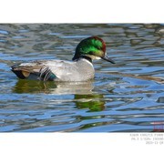 成年的雄罗纹鸭发色随光而变