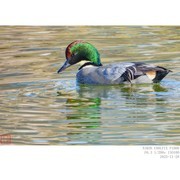 成年的雄罗纹鸭发色随光而变