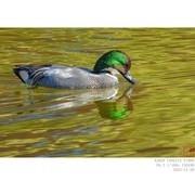 成年的雄罗纹鸭发色随光而变