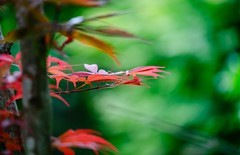 红枫