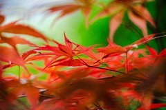 红枫