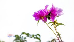 芍药花开（11）