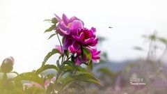 芍药花开（11）