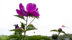 芍药花开（11）