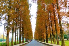 青城山水杉大道气势壮观