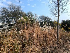 漫步星城 （986）湘村