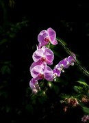 室内花卉（15）