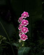 室内花卉（15）