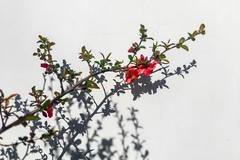 【镜头里】第1669号：朵朵花开迎春来（五）