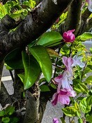 【镜头里】第1669号：朵朵花开迎春来（五）