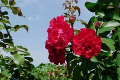 月季花