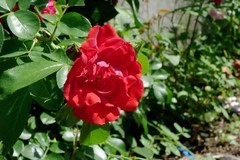 月季花