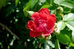 月季花