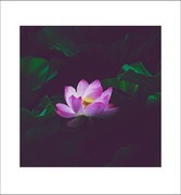 荷花2026
