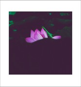 荷花2026