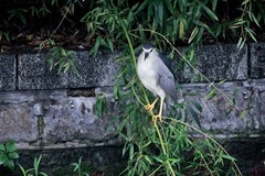 随拍——初秋的明湖夜鹭